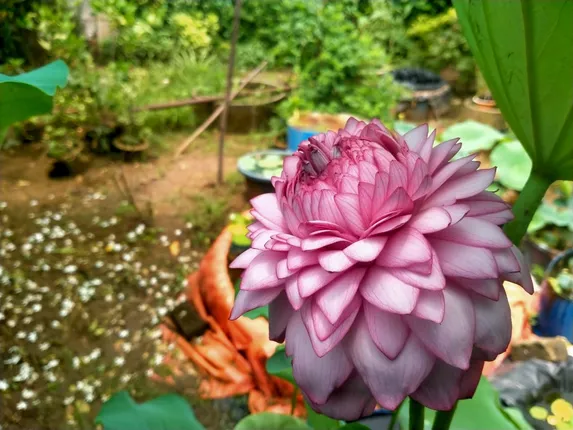 ହଜାରେ ପାଖୁଡାର ପଦ୍ମ ! ଫୁଟିବାକୁ ଲାଗିଥିଲା ୨ ବର୍ଷ, ଜାଣନ୍ତୁ ଏହାର ବିଶେଷତ୍ବ କ’ଣ