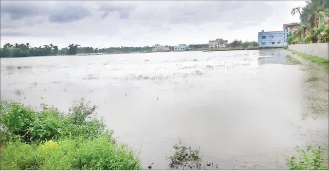 ଜବରଦଖଲରେ ସଫେଇ ଓ କାଡ଼ାନାଳି, ୨୦୦ ଏକର ଧାନ ଫସଲ ନଷ୍ଟ