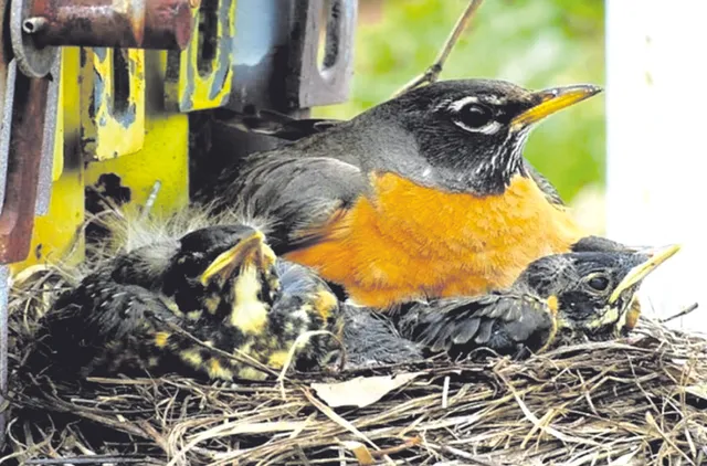 କଥା ଫରୁଆ : ‘‘ଘଣ୍ଟ ଘୋଡ଼ାଇ ରଖିବା’’