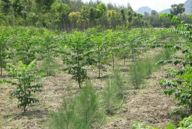 ଜଙ୍ଗଲ ପାଇଁ ୧୨୪୧ କୋଟିର ବାର୍ଷିକ ଯୋଜନା