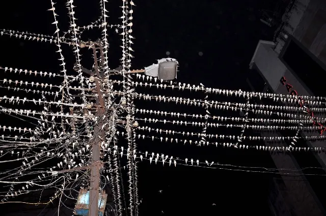 ରାଉରକେଲା : ସ୍ମାର୍ଟସିଟିରେ ଶୁଭୁନି ବୁଲ୍‌ବୁଲ୍‌ ପକ୍ଷୀଙ୍କ କିଚିରିମିଚିରି