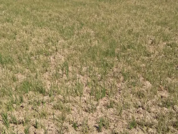 ହେବ କି ଅନାବୃଷ୍ଟି ସଂକଟ: ଶୁଖିଲା ପଡ଼ିଛି ଖୋର୍ଦ୍ଧା ଜିଲ୍ଲାର ୪୨ ହଜାର ହେକ୍ଟର ଚାଷ ଜମି