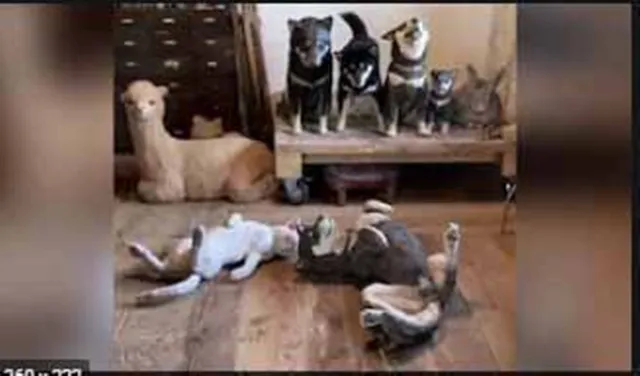 ନକଲିଙ୍କ ଭିତରେ ଥିବା ଏକ ଅସଲି କୁକୁରକୁ ଖୋଜି ବାହାର କରିବା ପାଇଁ ଲୋକେ ସନ୍ଦେହରେ ପଡ଼ୁଛନ୍ତି