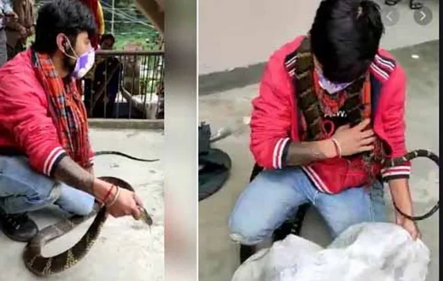 ଦେଖନ୍ତୁ କିଭଳି ଘର ଭିତରେ ଥିବା ଟେବୁଲ ତଳେ ଲୁଚି ରହିଥିଲା ବିଶାଳ ଅହିରାଜ ସାପ