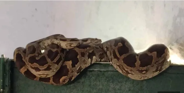 ସ୍କୁଲ ଝରକା ଉପରେ ଅଜଗର ଶୋଇଥିବା ଦେଖି ଗ୍ରାମବାସୀ ଭୟଭୀତ