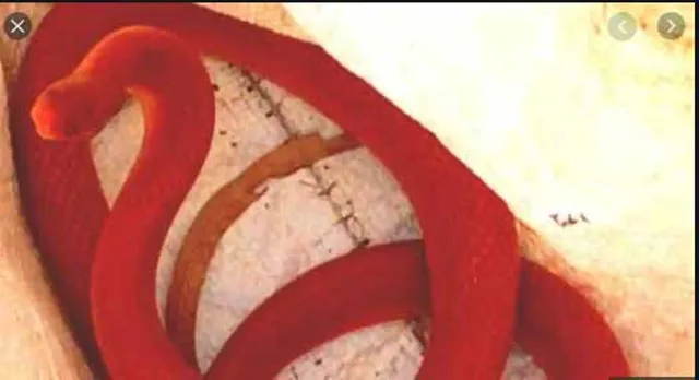 ଘରୁ ଉଦ୍ଧାର ହେଲା ଲାଲ ରଙ୍ଗର ଦୁର୍ଲଭ ସାପ