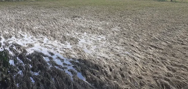 ବାଲେଶ୍ବର : ହଜାର ହଜାର ହେକ୍ଟରରେ ଜମିରେ ଉଜୁଡ଼ିଲା ଚାଷ