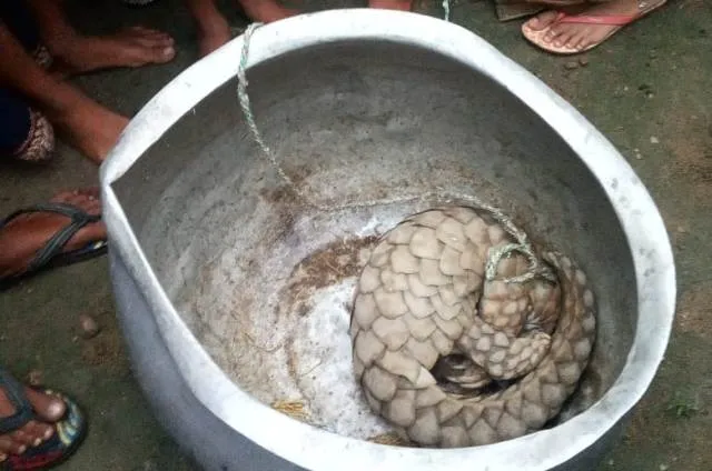 ସୁବର୍ଣ୍ଣପୁର ଜିଲ୍ଲା ଡୁଙ୍ଗୁରିପାଲି ବ୍ଲକ ଅଞ୍ଚଳରୁ ବିଲୁପ୍ତପ୍ରାୟ ବଜ୍ରକାପ୍ତା ଉଦ୍ଧାର