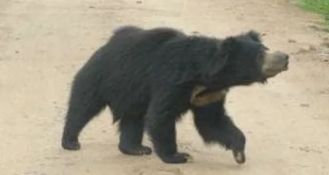 ଭାଲୁ କାମୁଡ଼ାରେ ୪ ଗୁରୁତର