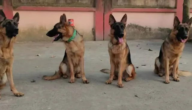 ନିଯୁକ୍ତି ଅପେକ୍ଷାରେ ୯ ସନ୍ଧାନୀ କୁକୁର, ତିନି ବର୍ଷ ହେଲାଣି ଚାଲିଛି ଟ୍ରେନିଂ