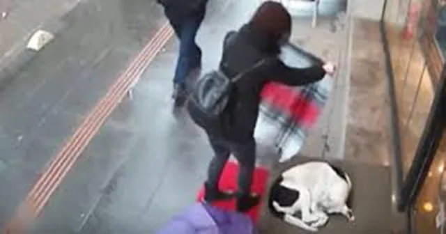 ବର୍ଷା ପାଣିରେ ଭିଜି ଥରୁଥିବା କୁକୁରକୁ ନିଜ ସ୍କାର୍ଫ କାଢ଼ି ଘୋଡାଇ ଦେଲେ ମହିଳା: ଭିଡିଓ ଭାଇରାଲ