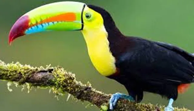 ବାଂଲାଦେଶ ସୀମା ନିକଟସ୍ଥ ଜଙ୍ଗଲରୁ ଉଦ୍ଧାର ହେଲା ୧୫ଲକ୍ଷ ମୂଲ୍ୟର ଦୁଇଟି ପକ୍ଷୀ