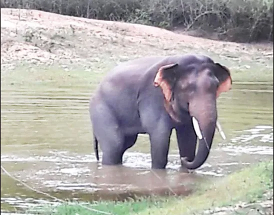 ସୁନ୍ଦରଗଡ଼ ଜିଲ୍ଲାର ହେମଗିରରେ ପାଣିରେ ବୁଡ଼ି ଛୁଆହାତୀର ମୃତ୍ୟୁ