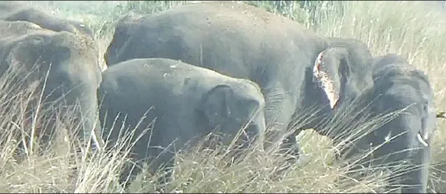 ମାଟି ତଳେ ଗଜରାଜଙ୍କ କଙ୍କାଳ: ଆଠଗଡ଼ ପରେ ସାତକୋଶିଆରେ ଠାବ