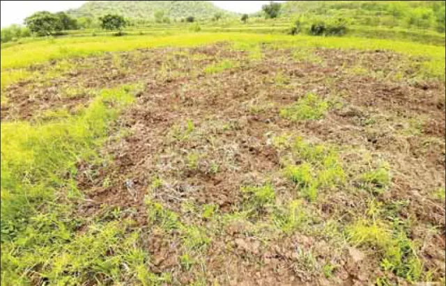 ଚିନ୍ତାରେ ଚାଷୀ, ପାହାଡ଼ ତଳି ଅଞ୍ଚଳରେ ଫସଲ ନଷ୍ଟ କରୁଛନ୍ତି ବାର୍‌ହା