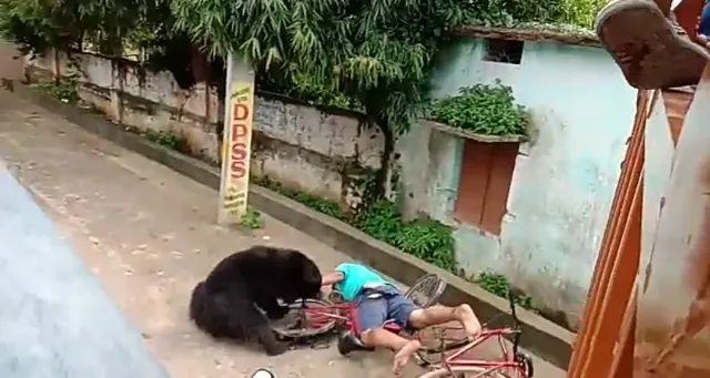 ଦ୍ୱିତୀୟ ଥର ପାଇଁ ଭବାନୀପାଟଣା ସହରରେ ଭାଲୁ ଆତଙ୍କ : ଭାଲୁ ଆକ୍ରମଣରେ ୪ ଆହତ, ୨ ଗୁରୁତର