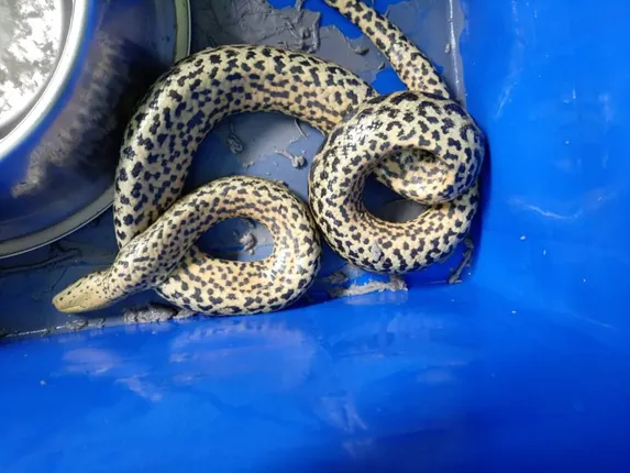 ନନ୍ଦନକାନନରେ ଆଉ ଏକ ହଳଦିଆ ଆନାକୋଣ୍ଡାର ମୃତ୍ୟୁ