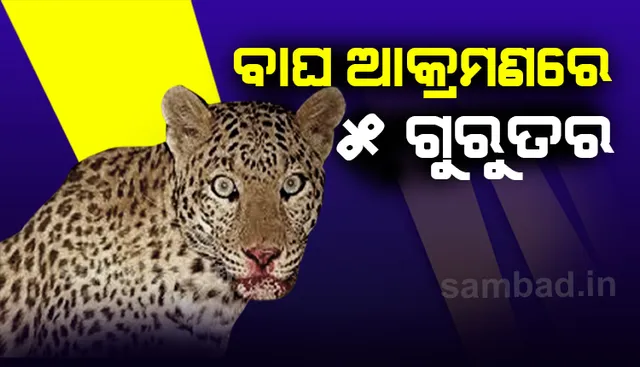 କଲରାପତରିଆ ବାଘ ଆକ୍ରମଣରେ ୫ ଗୁରୁତର, ହସ୍‌ପିଟାଲରେ ଭର୍ତ୍ତି