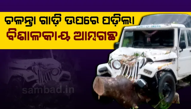 ଖୋର୍ଦ୍ଧା-ବଲାଙ୍ଗୀର ଜାତୀୟ ରାଜପଥରେ ଅଘଟଣ: ଚଳନ୍ତା ଗାଡି ଉପରେ ପଡିଲା ବିଶାଳ ଗଛ, ବର୍ତ୍ତିଲେ ଚାଳକ-ହେଲପର
