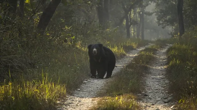 ବନ୍ୟା ଆଶ୍ରୟ ସ୍ଥଳି ନିକଟରେ ଯୁବକଙ୍କୁ ଭାଲୁ ଆକ୍ରମଣ