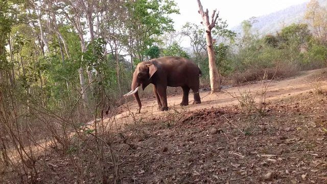 ଆଜି ବିଶ୍ବ ହସ୍ତୀ ଦିବସ: ବାଉଁଶ ବଣ ସୃଷ୍ଟି, ଜଙ୍ଗଲରେ ଜଳାଶୟ ଖନନ