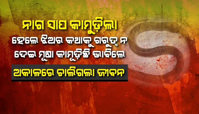 ସାପ କାମୁଡ଼ିଲା, ମୂଷା ଖୋଜିଲେ; ଅକାଳରେ ଚାଲିଗଲା କୁନି ଝିଅର ଜୀବନ