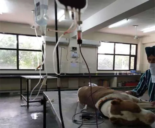 ଲୁଧିଆନାରେ କୁକୁରଙ୍କ ପାଇଁ ପ୍ରତିଷ୍ଠା ହେଲା ଉତ୍ତର ଭାରତର ପ୍ରଥମ ବ୍ଲଡ୍ ବ୍ୟାଙ୍କ