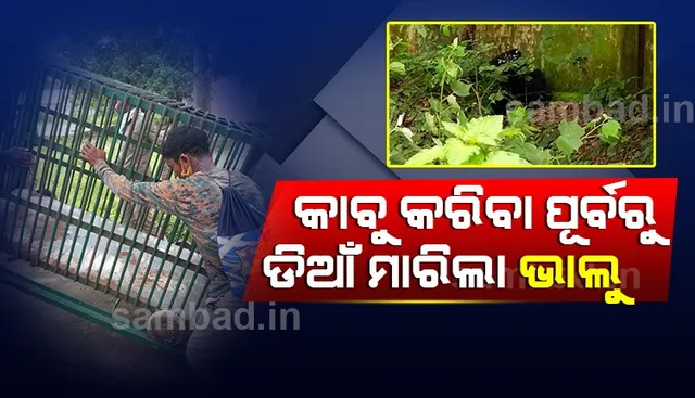 ସ୍କୁଲରେ ଶୋଇଥିଲା ଭାଲୁ: ନିଦରୁ ୫ ଘଣ୍ଟା ବିଳମ୍ବରେ ଉଠିଲା, କାବୁ କରିବା ପୂର୍ବରୁ ଡିଆଁ ମାରିଲା 