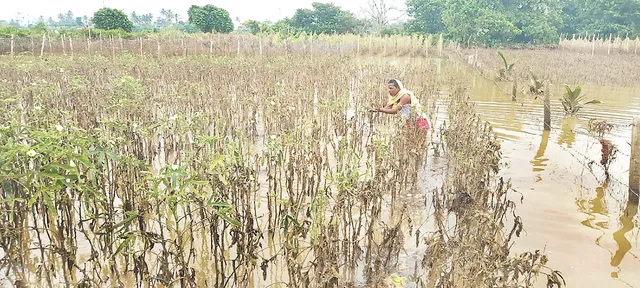 ବନ୍ୟା ବିତ୍ପତି : ବିଲରେ ନାହିଁ ପରିବା କଷି, ପୋଟଳ ଶହେ, କଞ୍ଚାଲଙ୍କା ଦୁଇ ଶହ