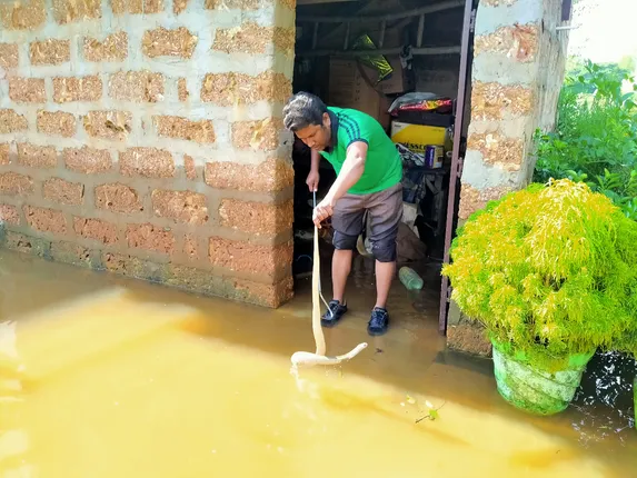 ଚିନ୍ତା ବଢ଼ାଇଲେଣି ବନ୍ୟା ଜଳ ସୁଅରେ ଭାସି ଆସିଥିବା ସାପ