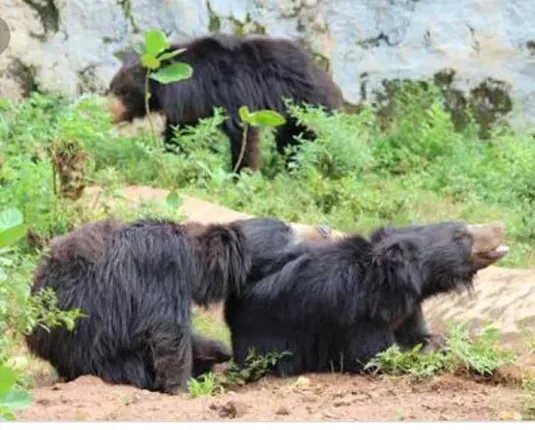 ନନ୍ଦନକାନନର ଶୀତୁଆ ସକାଳ : ବୁଲିଲେଣି ୯୦ ହଜାର ପର୍ଯ୍ୟଟକ