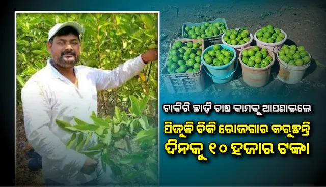 ଚାକିରି ଛାଡ଼ି ଚାଷ କାମକୁ ଆପଣେଇଲେ ବିଜିନେସ୍‌ ମ୍ୟାନେଜ୍‌ମେଣ୍ଟ ଛାତ୍ର, ପିଜୁଳି ବିକି ଦିନକୁ ରୋଜଗାର କରୁଛନ୍ତି ୧୦ ହଜାର ଟଙ୍କା