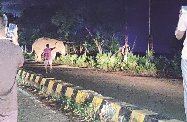 ଅନ୍ଧାରୁଆରେ ହାତୀ ଆତଙ୍କ