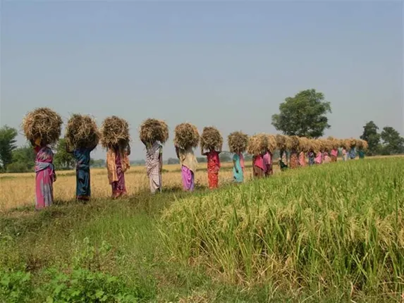 ଅଲବିଦା ଅନ୍ନଦାତ୍ରୀ: ଇତିହାସର ଗର୍ଭ ଗୃହରେ ପାରମ୍ପରିକ ବହୁ ପ୍ରଜାତି ଦେଶୀ ଧାନ