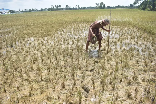 ଉଜୁଡି ଗଲା ଚାଷ। (ଫଟୋ: ବିଭୂତି, ଭୁବନେଶ୍ୱର)