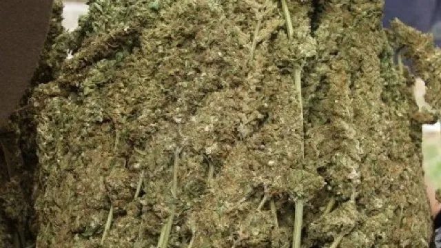 ଗଞ୍ଜେଇ ବିଚାର