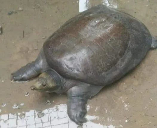 ବାଲେଶ୍ୱର : ୨୫ କେଜିର ବିରାଟ ଦେଶୀ କଇଁଛ ଉଦ୍ଧାର