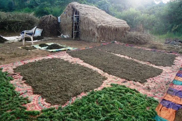 ରାୟଗଡ଼ାରେ ଅପରେସନ୍ ଗ୍ରୀନ୍ ଡାଇମଣ୍ଡ : ୩ ବର୍ଷରେ ୭୦୫୯ କେଜି ଜବତ, ୫୫ ଗିରଫ