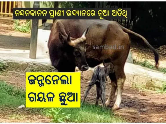 ନନ୍ଦନକାନନ ପ୍ରାଣୀ ଉଦ୍ୟାନକୁ ଆସିଲା ନୂଆ ଅତିଥି, ଜନ୍ମନେଲା ଗୟଳ ଛୁଆ