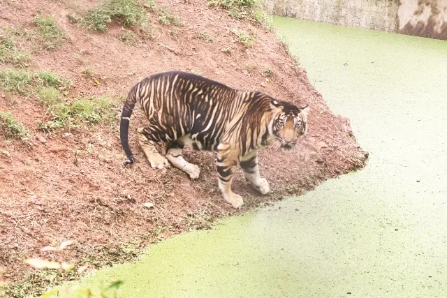 ଓଟିଡିସି ଆରମ୍ଭ କରିବ ‘ବଣଭୋଜି’