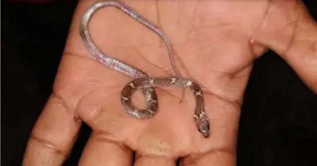 ଖେଳୁ ଖେଳୁ ଜୀଅନ୍ତା ସାପକୁ ଗିଳି ଦେଲା ଶିଶୁ, ଆଉ ତା’ପରେ..