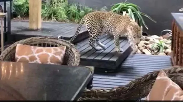 ହଠାତ ରେସ୍ତୋରାଁ ଭିତରକୁ ଚାଲି ଆସିଲା ଚିତାବାଘ; ଆଉ ତା’ପରେ...