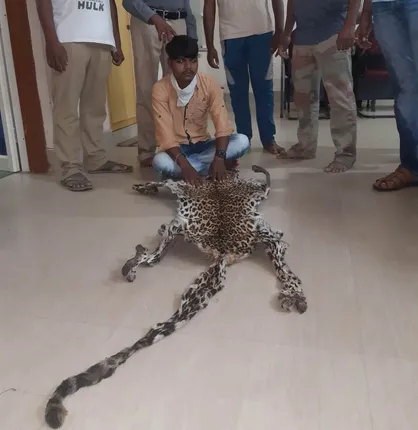 ବାଘ ଚମଡା ଜବତ; ଜଣେ ଗିରଫ