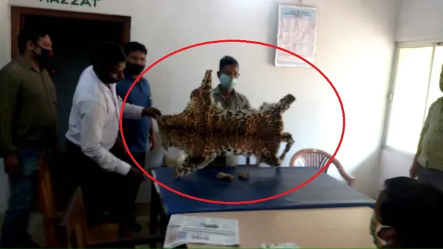 କଲରାପତରିଆ ବାଘ ଛାଲ ଜବତ, ଜଣେ ଗିରଫ