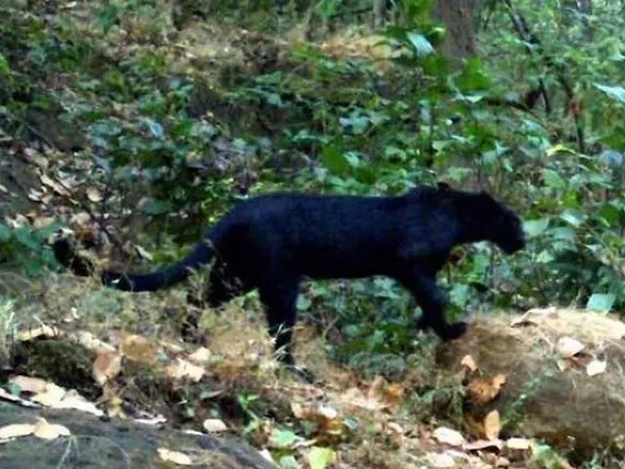 ହେମଗିର ଗର୍ଜନପାହାଡ଼ରେ ପୁଣି ୨ ବିରଳ କଳା ବାଘ!