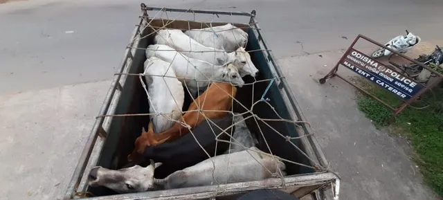 ଗୋରୁ ବୋଝେଇ ପିକଅପକୁ ଧରି ପୁଲିସ୍ ଜିମା ଦେଲେ ବଜରଙ୍ଗ ଦଳର କର୍ମୀ