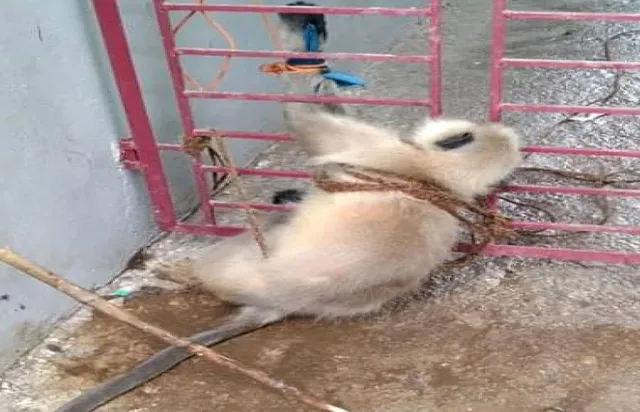 ଫାଶରେ ପଡ଼ିଗଲା ମଣିଷ କାମୁଡ଼ା ହନୁ, ବନ ବିଭାଗ ଯନ୍ତାରେ କିଏ?