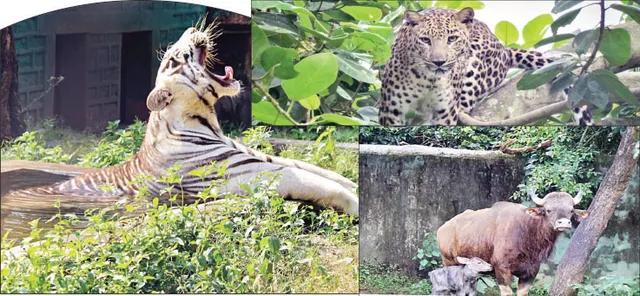 ନଜରରେ ନନ୍ଦନକାନନ: ୬ ମାସରେ ୭ କୋଟି କ୍ଷତି, ଅକ୍ଟୋବରରେ ଖୋଲିପାରେ