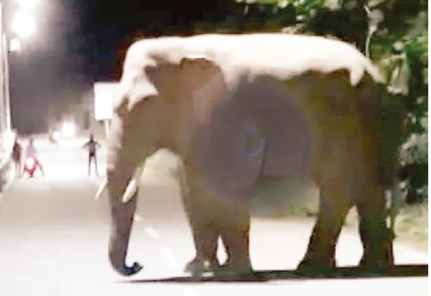 ମଳିପଡ଼ା‌ରେ ହାତୀ ଆତଙ୍କ: ଫସଲ ଖାଇଲେ, ଦଳିଚକଟି ନଷ୍ଟ କଲେ