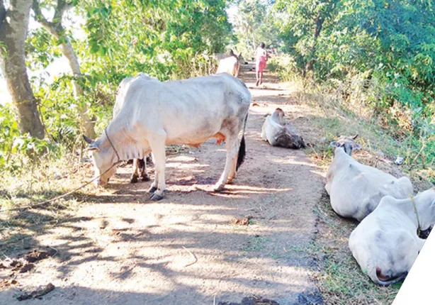 ବନ୍ଧ ଉପରେ ଗାଈଗୋରୁ ବନ୍ୟାକୁ ୧୫ ଦିନ, ତଥାପି ସୁଧୁରୁନି ଅବସ୍ଥା